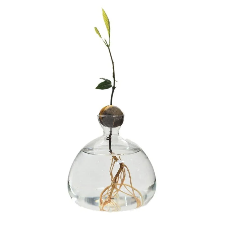 Avocado Hydroponic Glass Vase