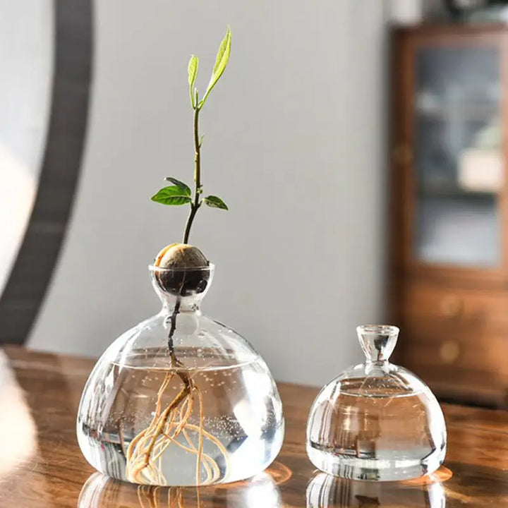 Avocado Hydroponic Glass Vase