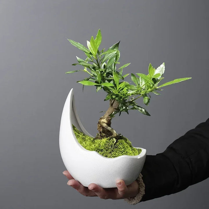 Rhinoceros Horn Ceramic Planter