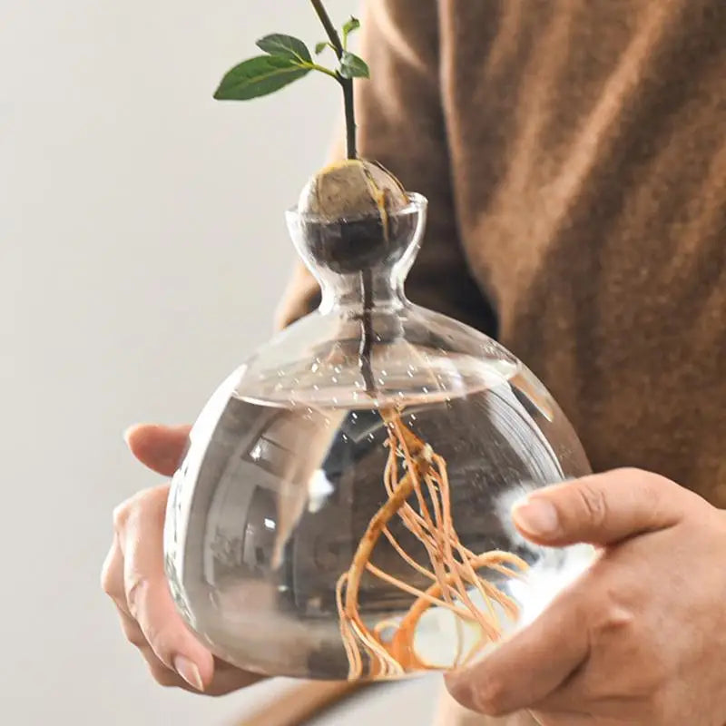 Avocado Hydroponic Glass Vase