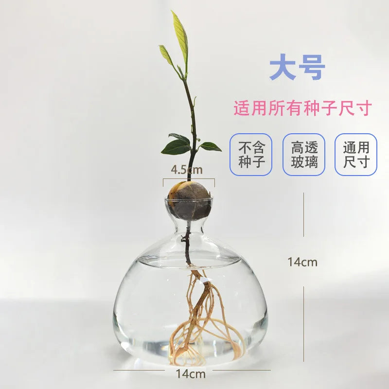 Avocado Hydroponic Glass Vase