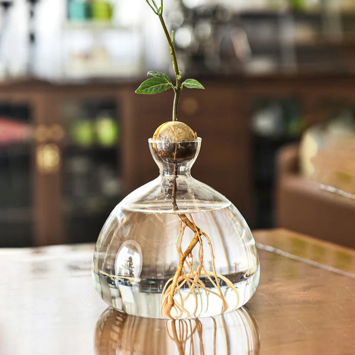 Avocado Hydroponic Glass Vase